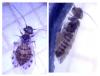 Ectopsocus petersi